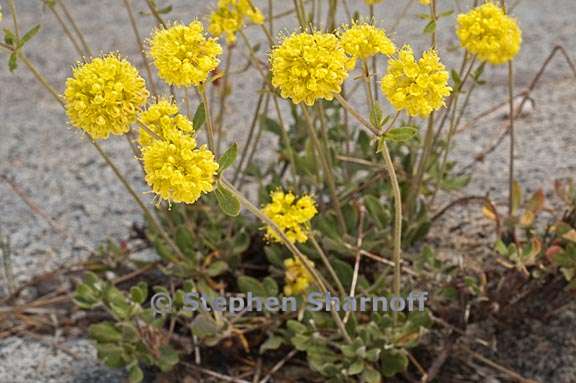 eriogonum umbellatum var furcosum 2 graphic